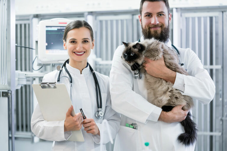 Urinary tract infection in cats – Signs and management